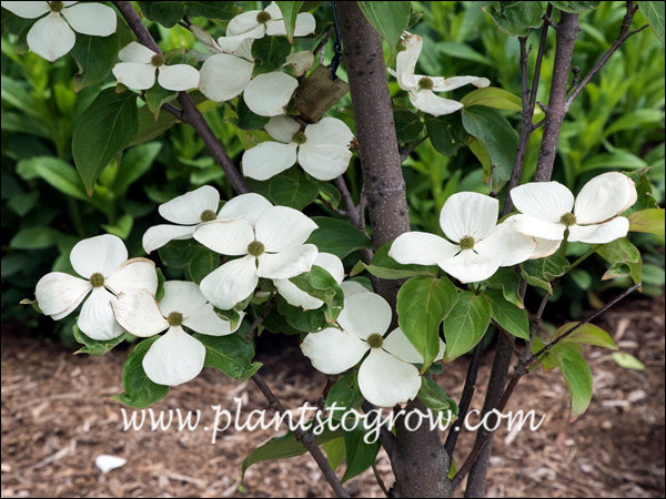 Botanically the white structures are modified leaves called bracts.  Most often refered to as petals which is botanically incorrect.